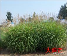 北方园林行业比较火的观赏草 | 高80-120厘米