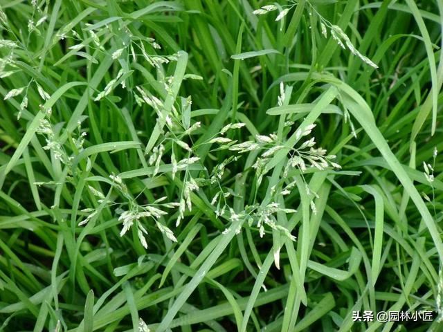 草坪常见品种——你认识几个？