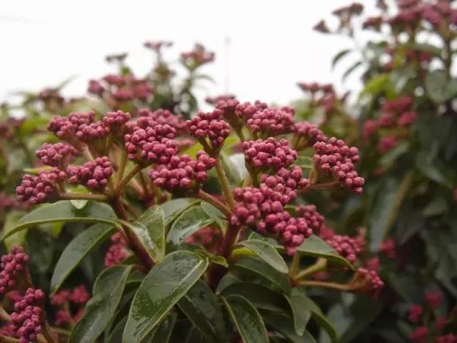 景观人植物记 | 花镜的植物选择，70种常见花镜汇总