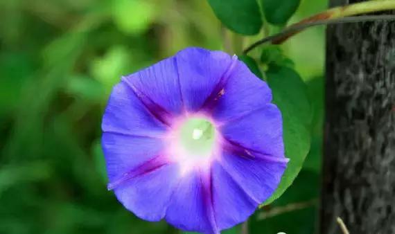 最会爬墙的26种植物，花墙、花窗、花海、花门简直完美
