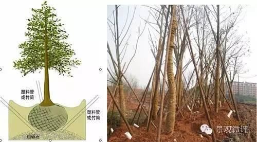 一位前辈的园林植物绿化常见问题解答 · 超实用