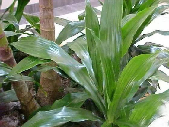 景观人植物记 | 花镜的植物选择，70种常见花镜汇总