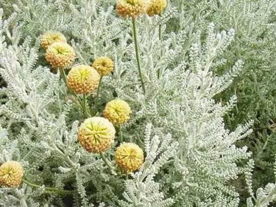 景观人植物记 | 花镜的植物选择，70种常见花镜汇总