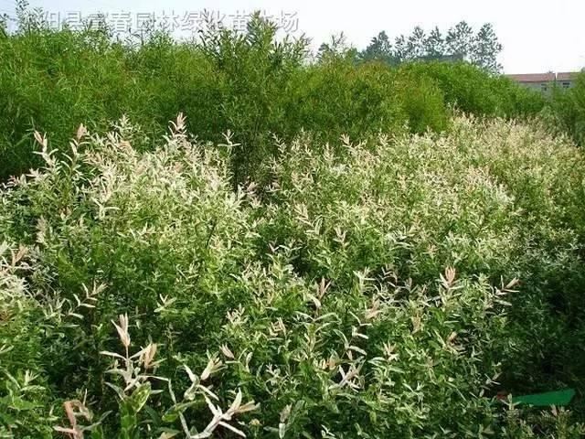 景观人植物记 | 花镜的植物选择，70种常见花镜汇总