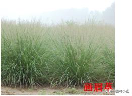 北方园林行业比较火的观赏草 | 高80-120厘米