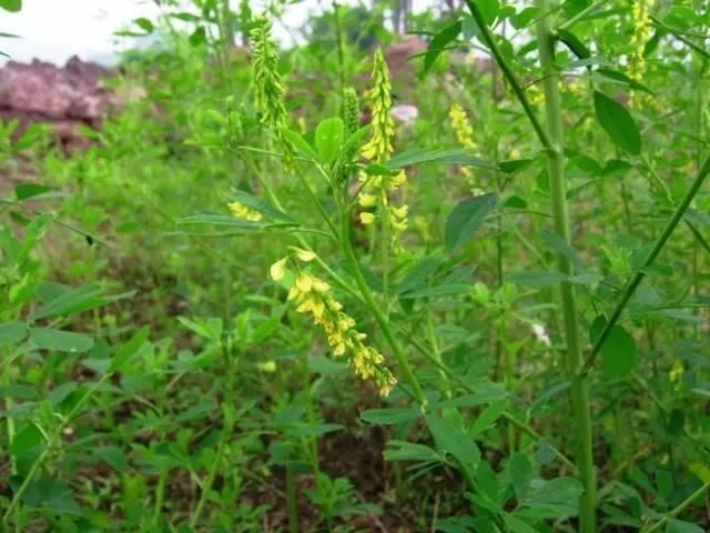 景观人植物记 | 花镜的植物选择，70种常见花镜汇总