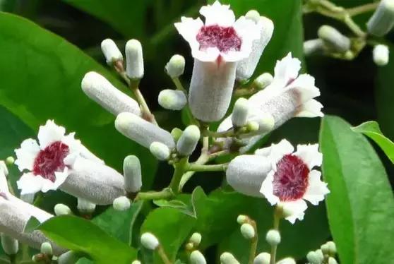 最会爬墙的26种植物，花墙、花窗、花海、花门简直完美