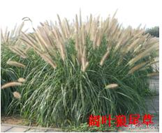 北方园林行业比较火的观赏草 | 高80-120厘米
