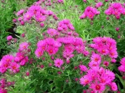景观人植物记 | 花镜的植物选择，70种常见花镜汇总