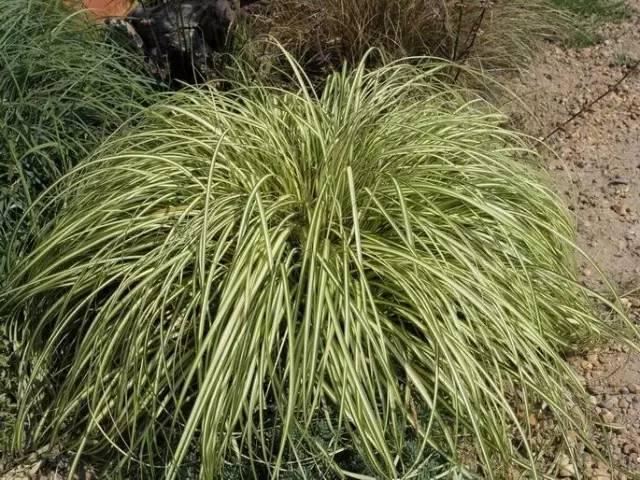景观人植物记 | 花镜的植物选择，70种常见花镜汇总