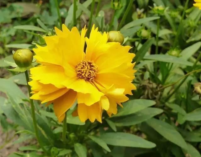 景观人植物记 | 花镜的植物选择，70种常见花镜汇总
