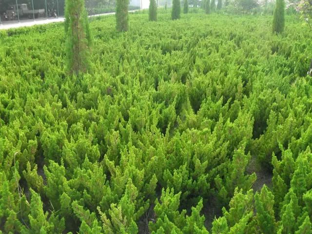 景观人植物记 | 花镜的植物选择，70种常见花镜汇总