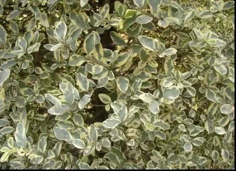 景观人植物记 | 花镜的植物选择，70种常见花镜汇总