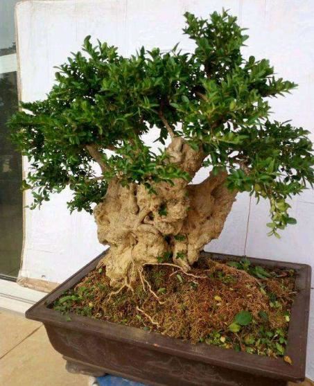 老花匠：只要能把“盆景树”养好，就算是烂陶瓷盆，看着也上档次