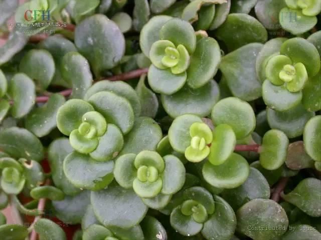 景观人植物记 | 花镜的植物选择，70种常见花镜汇总