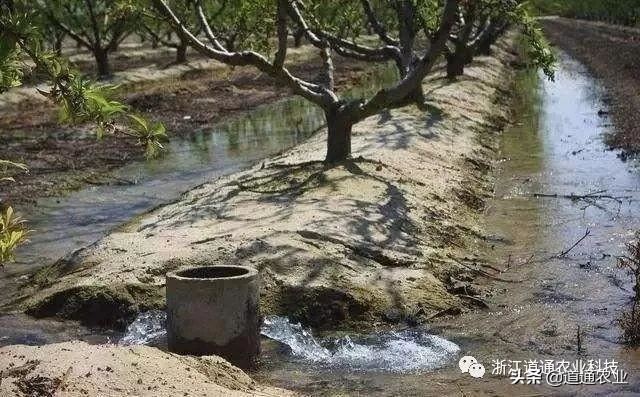 “苗木不冬灌，受冻又受旱”，这些事项你可别再“犯”了