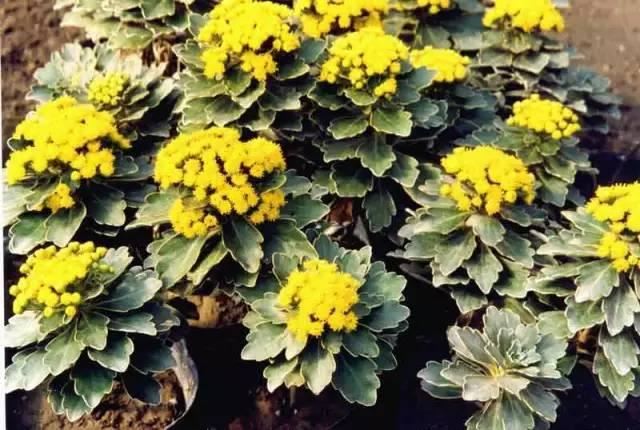景观人植物记 | 花镜的植物选择，70种常见花镜汇总