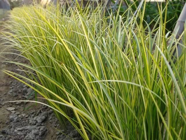 景观人植物记 | 花镜的植物选择，70种常见花镜汇总