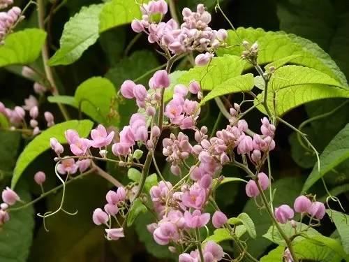 最会爬墙的26种植物，花墙、花窗、花海、花门简直完美