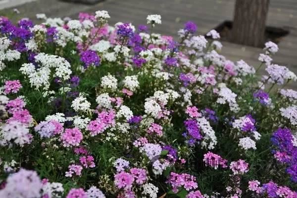 景观人植物记 | 花镜的植物选择，70种常见花镜汇总