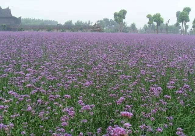 景观人植物记 | 花镜的植物选择，70种常见花镜汇总
