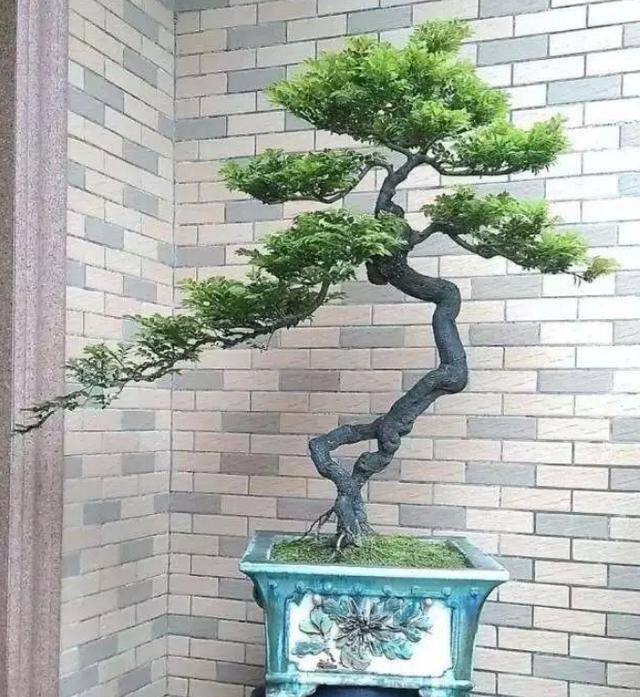 此树被誉为长寿树、帝王木，可做成"天价"盆景，不断升值
