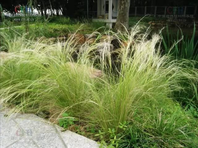 景观人植物记 | 花镜的植物选择，70种常见花镜汇总