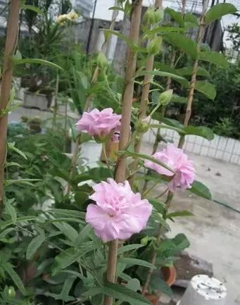 最会爬墙的26种植物，花墙、花窗、花海、花门简直完美