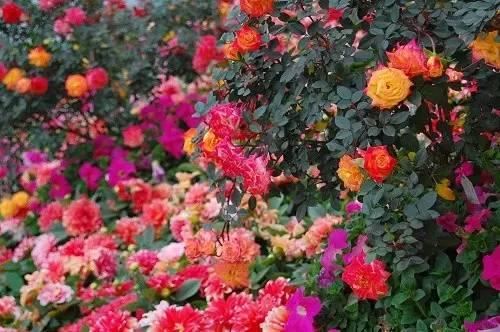 最会爬墙的26种植物，花墙、花窗、花海、花门简直完美