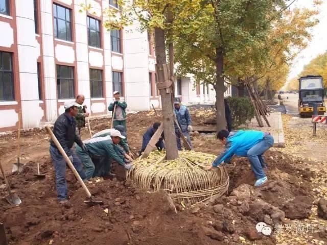 一位前辈的园林植物绿化常见问题解答 · 超实用