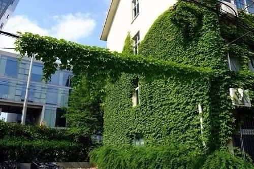 最会爬墙的26种植物，花墙、花窗、花海、花门简直完美
