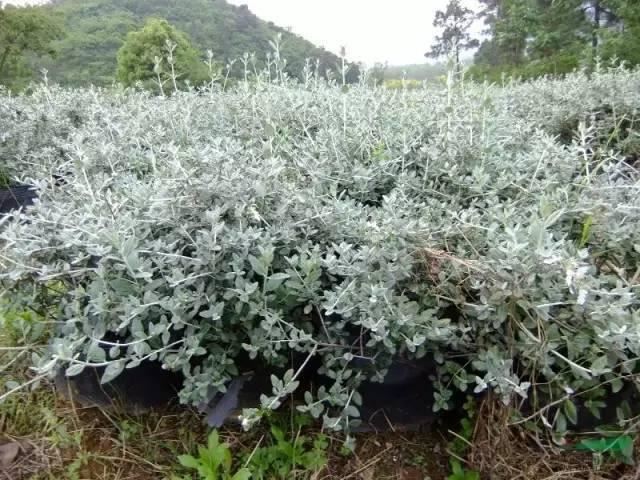 景观人植物记 | 花镜的植物选择，70种常见花镜汇总