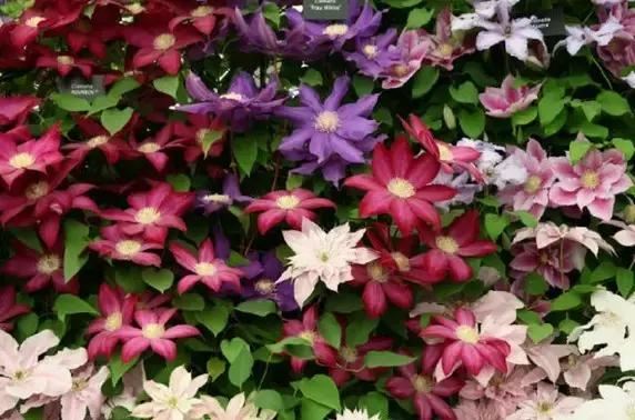 最会爬墙的26种植物，花墙、花窗、花海、花门简直完美