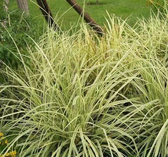 景观人植物记 | 花镜的植物选择，70种常见花镜汇总