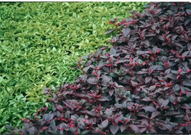 景观人植物记 | 花镜的植物选择，70种常见花镜汇总
