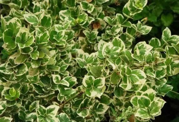 最会爬墙的26种植物，花墙、花窗、花海、花门简直完美