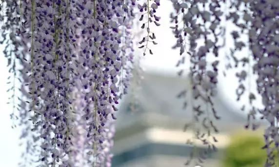最会爬墙的26种植物，花墙、花窗、花海、花门简直完美