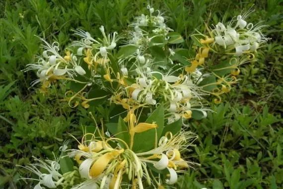 最会爬墙的26种植物，花墙、花窗、花海、花门简直完美