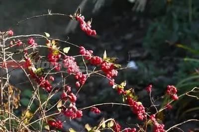 景观人植物记 | 花镜的植物选择，70种常见花镜汇总