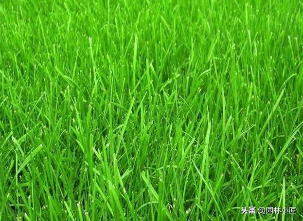 草坪常见品种——你认识几个？