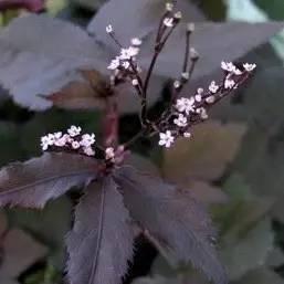 景观人植物记 | 花镜的植物选择，70种常见花镜汇总