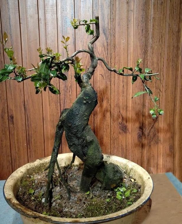 老花匠：只要能把“盆景树”养好，就算是烂陶瓷盆，看着也上档次