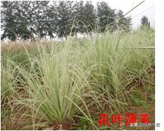 北方园林行业比较火的观赏草 | 高80-120厘米