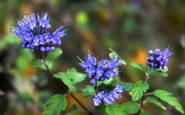 景观人植物记 | 花镜的植物选择，70种常见花镜汇总