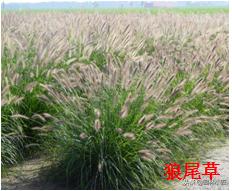 北方园林行业比较火的观赏草 | 高80-120厘米