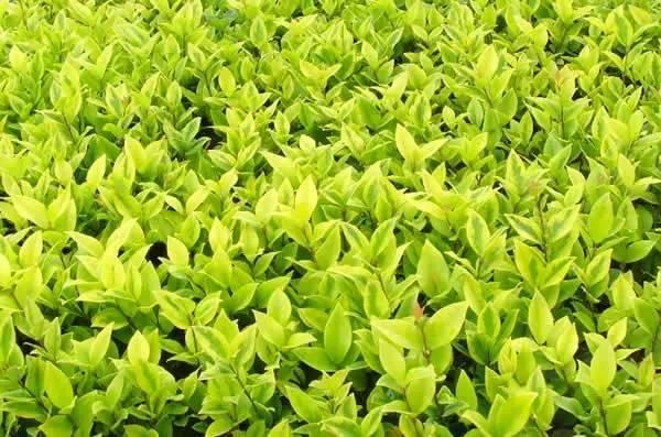 景观人植物记 | 花镜的植物选择，70种常见花镜汇总