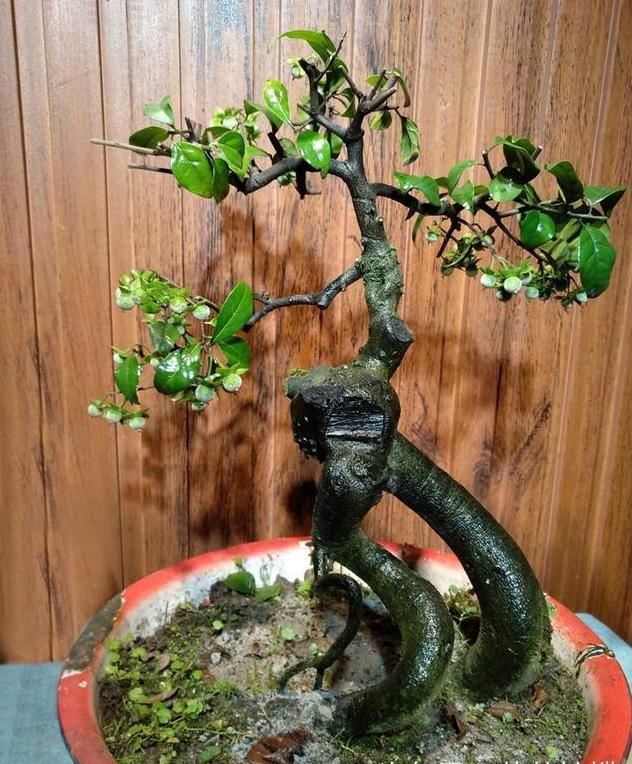 老花匠：只要能把“盆景树”养好，就算是烂陶瓷盆，看着也上档次