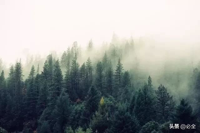森林康养前景巨大，了解一下