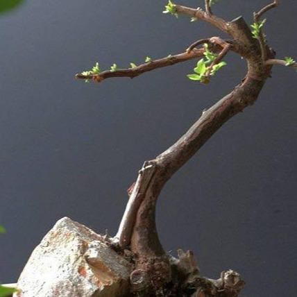 盆栽杜鹃花不可盲目修剪！除了看生长情况，还要看季节