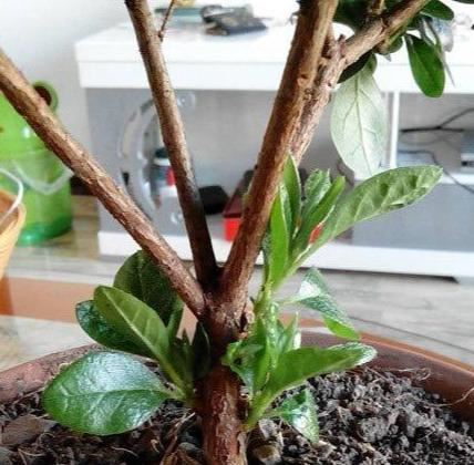 盆栽杜鹃花不可盲目修剪！除了看生长情况，还要看季节